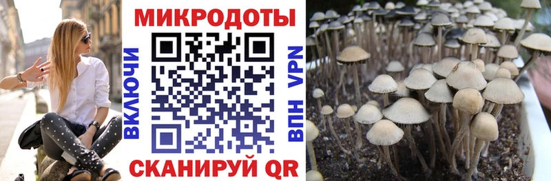 Псилоцибиновые грибы Psilocybe  маркетплейс официальный сайт  Красавино 